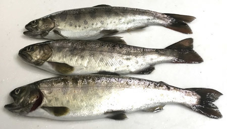 ヤマメのルイベ: 釣りバカ男の手料理